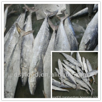 frozen mackerel fish/frozen mackerel/frozen horse mackere/frozen spanish mackerel